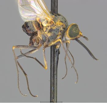Media type: image;   Entomology 27054 Description: Specimen documentation photo of habitus lateral viewfrom specimen MCZ:Ent:27054, captured on2025-06-24;  Aspect: habitus lateral view